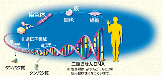 �q�}1�rDNA�A��`�q�A���`�q�̈�̊֌W�B��`�q�̏�񂩂�A�^���p�N�����͂��߂Ƃ����`�q�Y�����ł���B