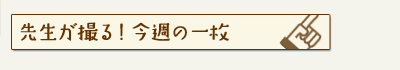 先生が撮る！今週の一枚