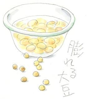 大豆が水を吸う【食と科学】［理科］