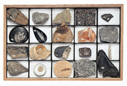 「示準化石標本」￥88,000 示準化石とは、その化石が発掘された地層のおよその年代が推定できるものです。例えば三葉虫の化石が出れば、その地層はカンブリア紀～ペルム紀のものとわかります。（三葉虫の種類により、さらに細かく推定できます）
