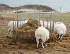 のどかなアイルランドでよく見かける羊たちの食事風景。羊の毛が赤いのは、目印用の染料。怪我をしているわけではないのでご安心を。 