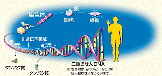 〈図1〉DNA、遺伝子、非遺伝子領域の関係。遺伝子の情報から、タンパク質をはじめとする遺伝子産物ができる。