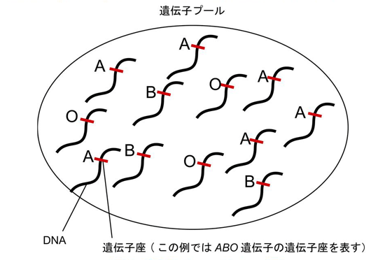 〈図2〉遺伝子プール（イメージ図）