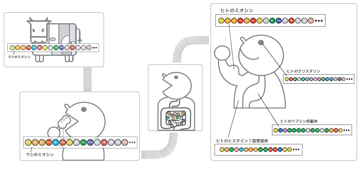 〈図2〉 ウシのタンパク質が消化されて、ヒトのタンパク質がつくられます。 図中の色のついた円は、各タンパク質を形づくるいろいろなアミノ酸（色の違いは種類の違い）を表します。