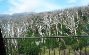 高濃度地区の木は白く枯れていました