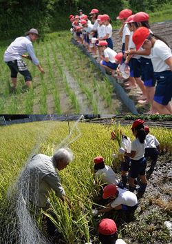 田植えから稲刈りまで米作りを体験