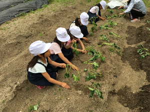 1人1苗ずつ植えている様子