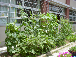 夏の緑のカーテン。写真右奥にナタ豆、左にタイガーメロン、キュウリ、カボチャ、スイカ、ナス、ピーマンを栽培