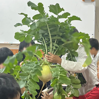 伝統野菜（大根）を通した交流学習（前編）【食と地域・食とICT】[小学５年生・社会]