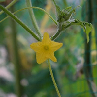 わたしたちは、野菜の根・くき・葉・花・実のどの部分を食べているのかな？【食と命】［小３・理科］