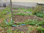コンポストから得られた堆肥を使って、校庭内には畑も作った。今年はおいもを収穫。