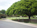 学校の校庭。かつて某コマーシャルで有名になった大木と同じ木（モンキーポッドの木）がいくつかあり、快適な木陰をつくっている。